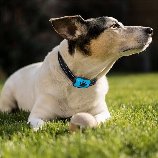 Collier de dressage pour Chien