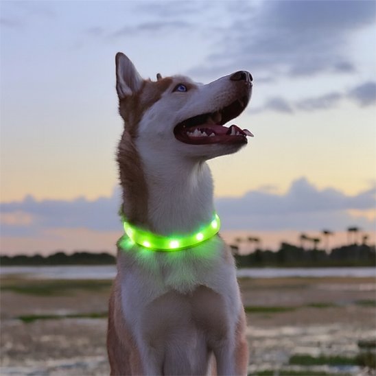 Collier lumineux chien | USB rechargeable