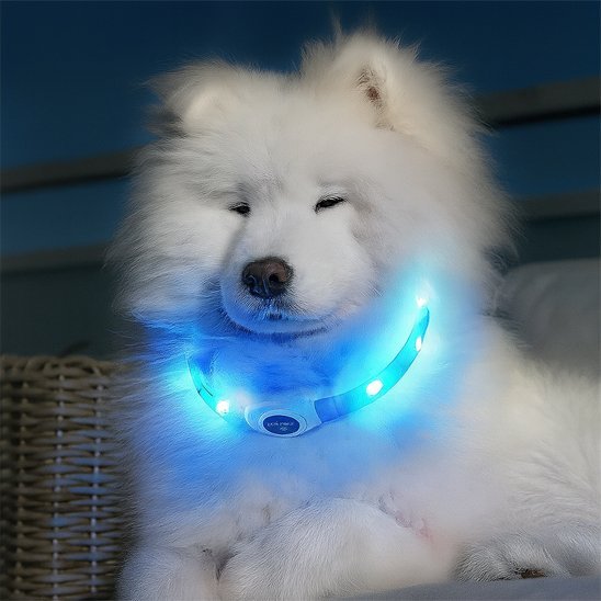 Collier lumineux chien | USB rechargeable