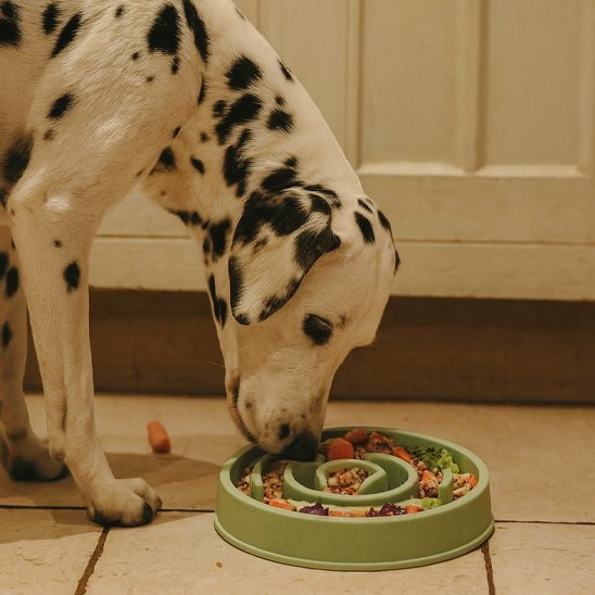 Gamelle anti glouton chien​